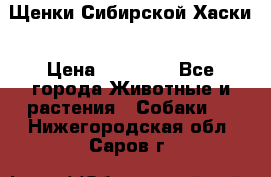 Щенки Сибирской Хаски › Цена ­ 20 000 - Все города Животные и растения » Собаки   . Нижегородская обл.,Саров г.